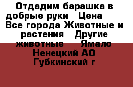 Отдадим барашка в добрые руки › Цена ­ 1 - Все города Животные и растения » Другие животные   . Ямало-Ненецкий АО,Губкинский г.